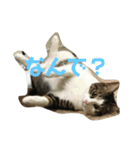ねこのデニーロ（個別スタンプ：3）