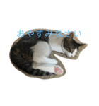 ねこのデニーロ（個別スタンプ：4）