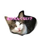 ねこのデニーロ（個別スタンプ：7）