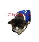ねこのデニーロ（個別スタンプ：9）