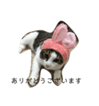ねこのデニーロ（個別スタンプ：11）