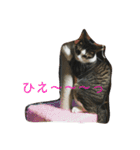ねこのデニーロ（個別スタンプ：13）