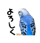 インコとウサコ（個別スタンプ：1）