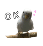 インコとウサコ（個別スタンプ：3）