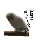 インコとウサコ（個別スタンプ：4）