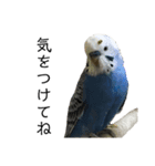 インコとウサコ（個別スタンプ：6）