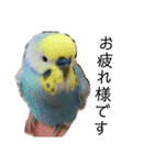 インコとウサコ（個別スタンプ：7）