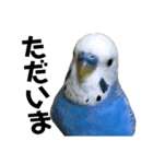 インコとウサコ（個別スタンプ：14）