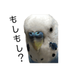 インコとウサコ（個別スタンプ：15）
