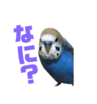 インコとウサコ（個別スタンプ：16）