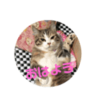 ウチのラブたん（個別スタンプ：1）