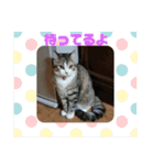 ウチのラブたん（個別スタンプ：3）