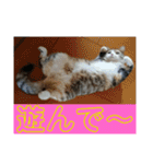 ウチのラブたん（個別スタンプ：7）