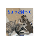 ウチのラブたん（個別スタンプ：8）