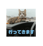 ウチのラブたん（個別スタンプ：12）