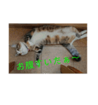 ウチのラブたん（個別スタンプ：18）