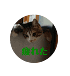 ウチのラブたん（個別スタンプ：20）