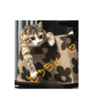 ウチのラブたん（個別スタンプ：24）
