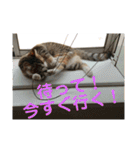 ウチのラブたん（個別スタンプ：31）