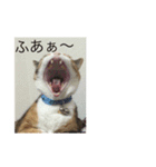 ガジラさん（個別スタンプ：5）