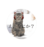 ニャンズースタンプ（個別スタンプ：2）