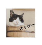 ニャンズースタンプ（個別スタンプ：6）