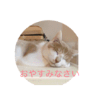 ニャンズースタンプ（個別スタンプ：7）