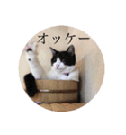 ニャンズースタンプ（個別スタンプ：9）