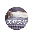 ニャンズースタンプ（個別スタンプ：12）