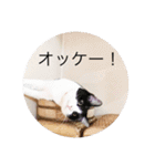 ニャンズースタンプ（個別スタンプ：18）