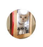 ニャンズースタンプ（個別スタンプ：19）