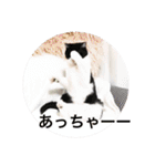 ニャンズースタンプ（個別スタンプ：20）