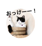 ニャンズースタンプ（個別スタンプ：28）