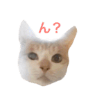 ニャンズースタンプ（個別スタンプ：38）