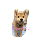 RUI 1016（個別スタンプ：7）