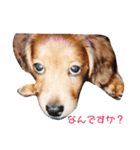 花梨と仲間たち（個別スタンプ：5）