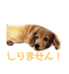 花梨と仲間たち（個別スタンプ：13）