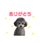 トイプードルのクレアちゃん！！（個別スタンプ：13）