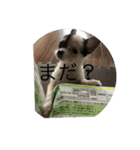 片眉のピノ氏（個別スタンプ：1）