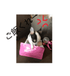 片眉のピノ氏（個別スタンプ：6）