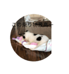 片眉のピノ氏（個別スタンプ：8）