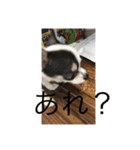 片眉のピノ氏（個別スタンプ：13）