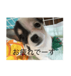 片眉のピノ氏（個別スタンプ：15）
