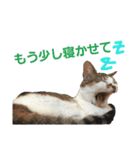 猫 シルバー ちょろ リボン（個別スタンプ：2）
