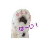 猫 シルバー ちょろ リボン（個別スタンプ：3）