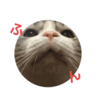 猫 シルバー ちょろ リボン（個別スタンプ：4）