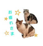 猫 シルバー ちょろ リボン（個別スタンプ：5）