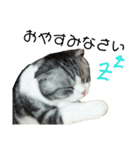 猫 シルバー ちょろ リボン（個別スタンプ：8）