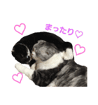猫 シルバー ちょろ リボン（個別スタンプ：10）
