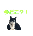 猫 シルバー ちょろ リボン（個別スタンプ：13）
